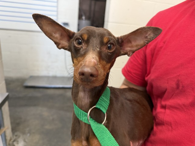 Shelter Stray Male Dog last seen NEWPORT AND LAWRENCE, 333 Chandler Pl, San Bernardino, CA 92408, USA