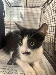 Shelter Stray Female Cat last seen , 1850 W 60th St, Los Angeles, CA 90047, USA