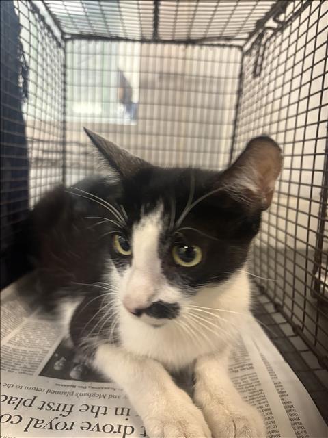 Shelter Stray Female Cat last seen , 1850 W 60th St, Los Angeles, CA 90047, USA