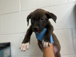 Shelter Stray Male Dog last seen LOMA LINDA DR, 333 Chandler Pl, San Bernardino, CA 92408, USA