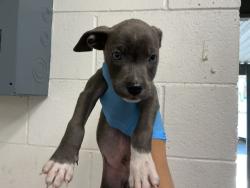 Shelter Stray Male Dog last seen LOMA LINDA DR, 333 Chandler Pl, San Bernardino, CA 92408, USA