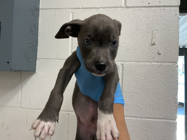 Shelter Stray Male Dog last seen LOMA LINDA DR, 333 Chandler Pl, San Bernardino, CA 92408, USA