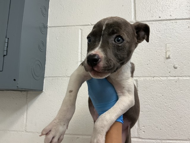 Shelter Stray Female Dog last seen LOMA LINDA DR, 333 Chandler Pl, San Bernardino, CA 92408, USA