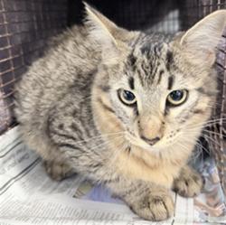 Shelter Stray Female Cat last seen , 1850 W 60th St, Los Angeles, CA 90047, USA
