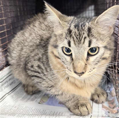 Shelter Stray Female Cat last seen , 1850 W 60th St, Los Angeles, CA 90047, USA
