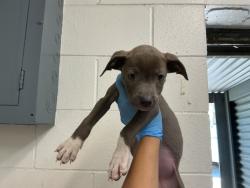 Shelter Stray Female Dog last seen LOMA LINDA DR, 333 Chandler Pl, San Bernardino, CA 92408, USA