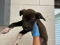 Shelter Stray Male Dog last seen LOMA LINDA DR, 333 Chandler Pl, San Bernardino, CA 92408, USA