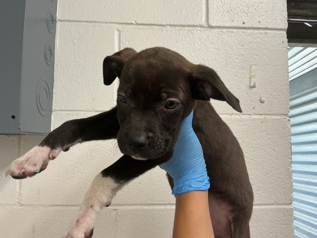 Shelter Stray Male Dog last seen LOMA LINDA DR, 333 Chandler Pl, San Bernardino, CA 92408, USA