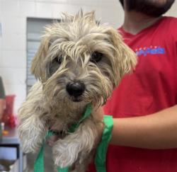 Shelter Stray Male Dog last seen Near BLOCK S. PALM AVE, 333 Chandler Pl, San Bernardino, CA 92408, USA