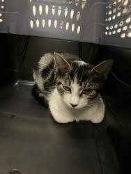 Shelter Stray Male Cat last seen Near BLOCK BLCK E NEECE ST, LONG BEACH, CA 90805, 7700 E Spring St, Long Beach, CA 90815, USA