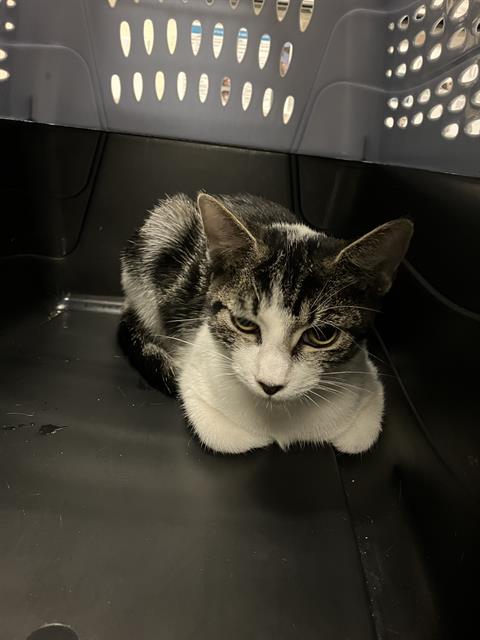 Shelter Stray Male Cat last seen Near BLOCK BLCK E NEECE ST, LONG BEACH, CA 90805, 7700 E Spring St, Long Beach, CA 90815, USA