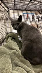 Shelter Stray Female Cat last seen Near BLOCK BLCK PINE AVE, LONG BEACH, CA, 7700 E Spring St, Long Beach, CA 90815, USA