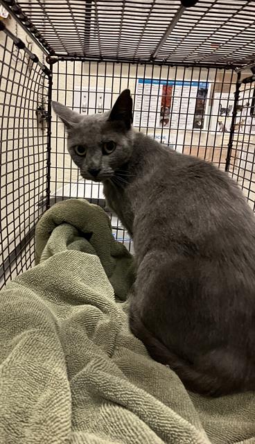 Shelter Stray Female Cat last seen Near BLOCK BLCK PINE AVE, LONG BEACH, CA, 7700 E Spring St, Long Beach, CA 90815, USA