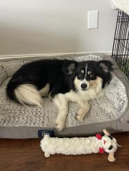 Lost Male Dog last seen S. Saratoga, New Orleans, LA 70115