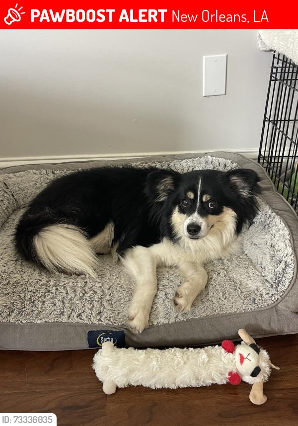 Lost Male Dog last seen S. Saratoga, New Orleans, LA 70115