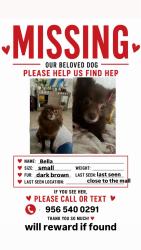 Lost Female Dog last seen Uvalde ave, near plaza mañl, McAllen, TX 78501