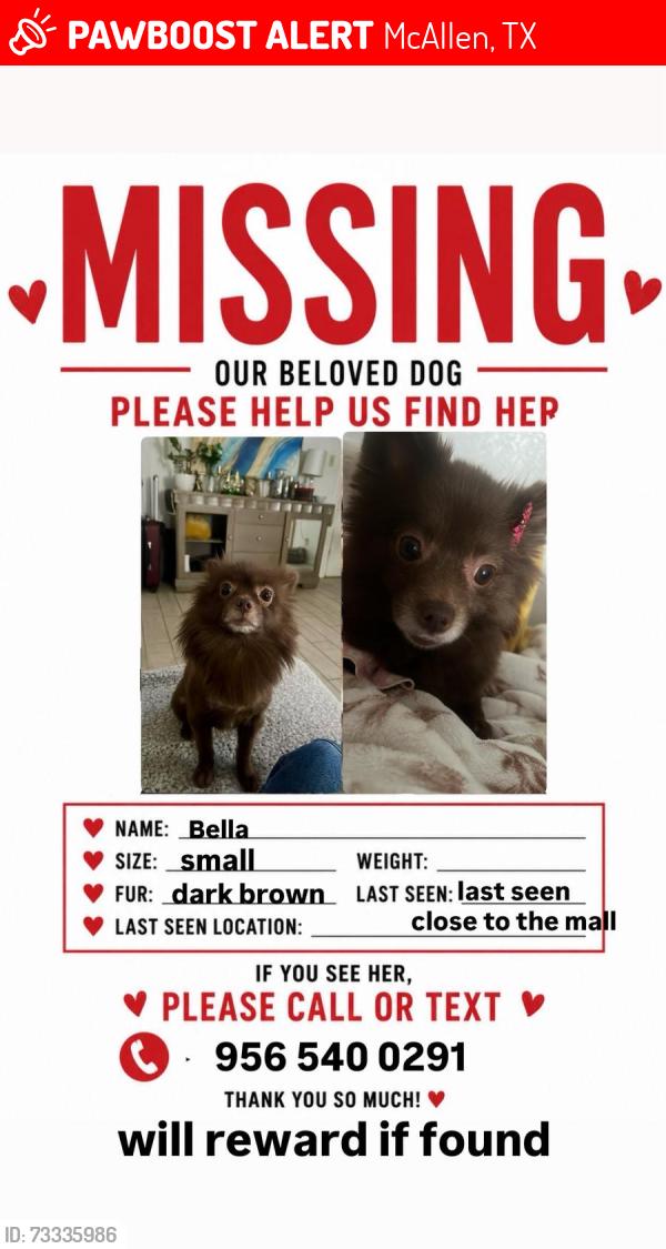 Lost Female Dog last seen Uvalde ave, near plaza mañl, McAllen, TX 78501