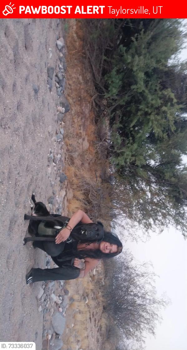 Lost Female Dog last seen Athertons, Taylorsville, UT 84123