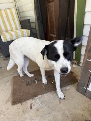 Reunited Female Dog last seen Near Wynn Terrace, Arlington, TX 76010, USA, Arlington, TX 76010