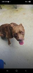 Found/Stray Male Dog last seen Backyard, Austell, GA 30106