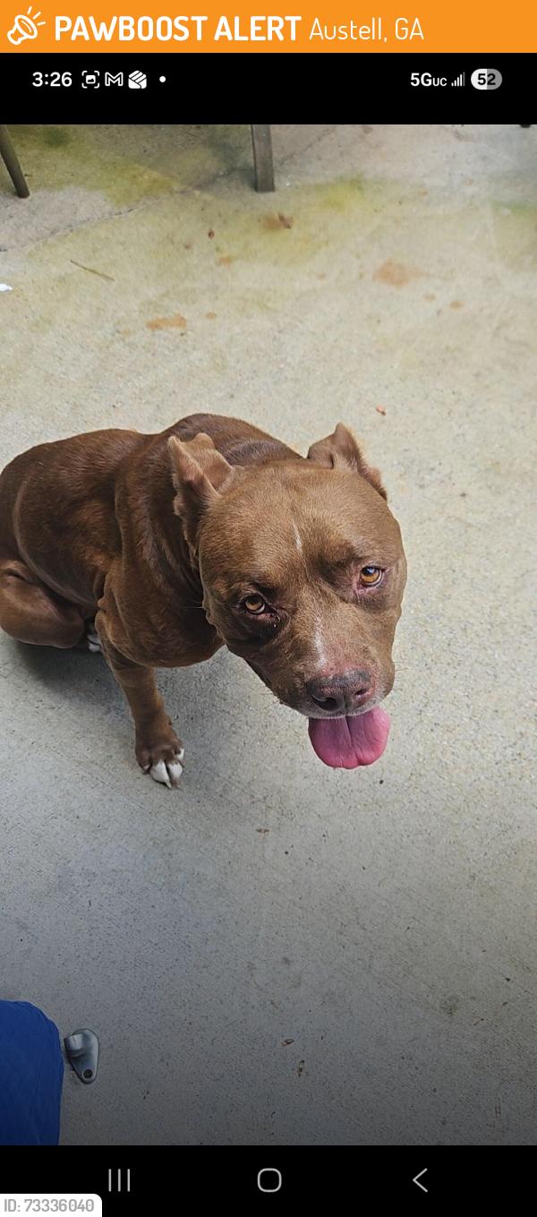 Found/Stray Male Dog last seen Backyard, Austell, GA 30106
