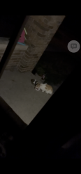 Found/Stray Unknown Cat last seen Bluemound, Milwaukee, WI 53208