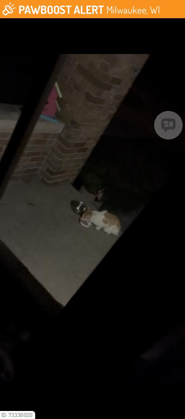 Found/Stray Unknown Cat last seen Bluemound, Milwaukee, WI 53208