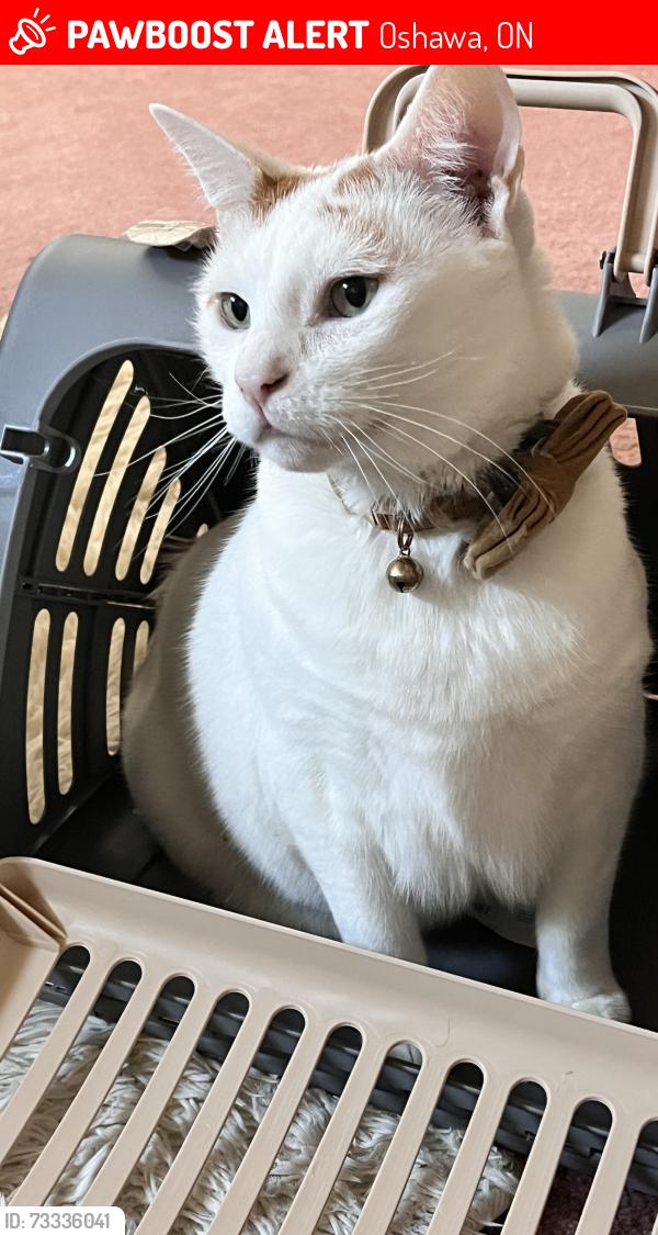 Lost Male Cat last seen Smac camp, Oshawa, ON 