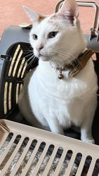 Lost Male Cat last seen Smac camp, Oshawa, ON 
