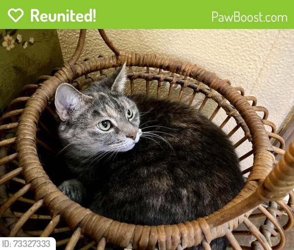 Reunited Female Cat last seen Between Hogsback road and Durfee on Spicerville Highway, Eaton Rapids, MI 48827