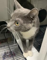 Found/Stray Unknown Cat last seen Port St Lucie, Port St. Lucie, FL 34986