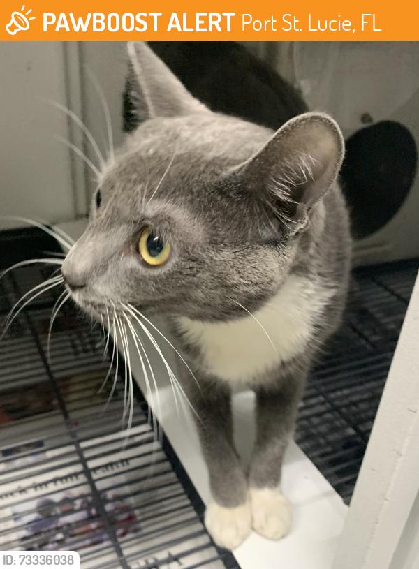 Found/Stray Unknown Cat last seen Port St Lucie, Port St. Lucie, FL 34986