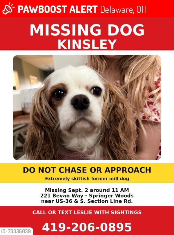 Lost Female Dog last seen My Backyard near 36 and Section Line, Delaware, OH 43015