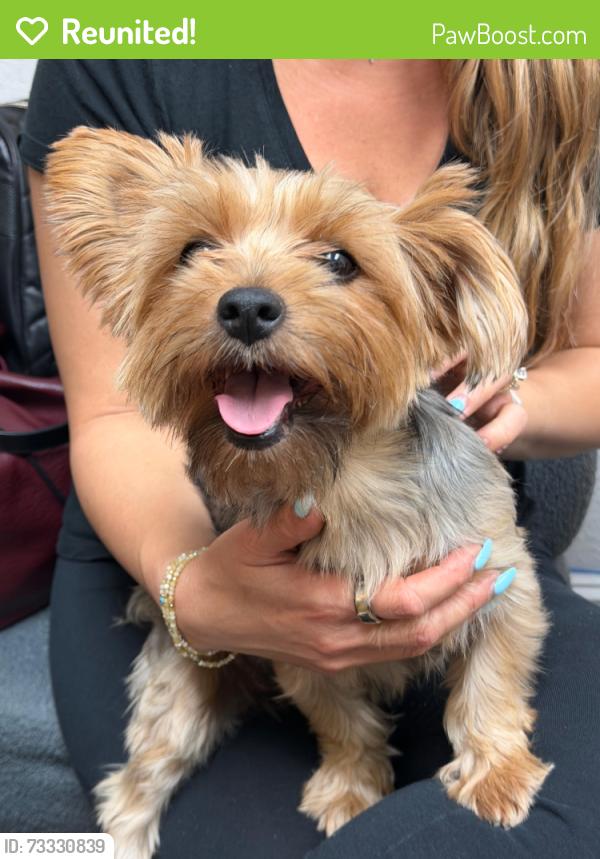 Reunited Female Dog last seen 68th st and 21st Ave, Hialeah, FL 33016