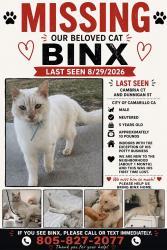 Lost Male Cat last seen Las posas rd, Camarillo, CA 93010
