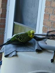 Found/Stray Unknown Bird last seen West Fairway, Etowah, NC 28729