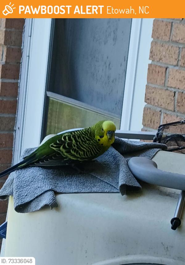 Found/Stray Unknown Bird last seen West Fairway, Etowah, NC 28729