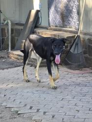 Found/Stray Male Dog last seen Stidham Rd & E1170 Rd, Eufaula, OK 74432
