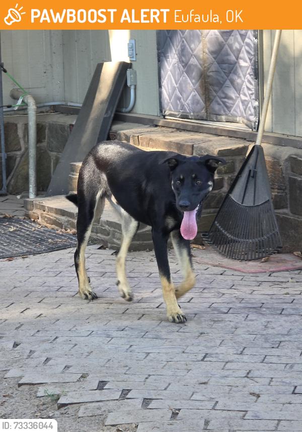 Found/Stray Male Dog last seen Stidham Rd & E1170 Rd, Eufaula, OK 74432