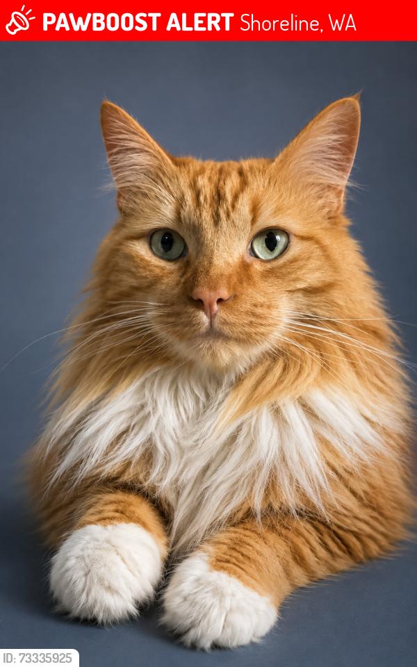 Lost Male Cat last seen NW 183rd St & 3rd Ave NW, Shoreline, Shoreline, WA 98177