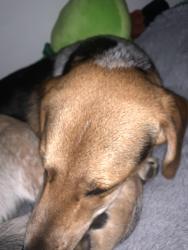 Lost Male Dog last seen Highway 52 bypass, Westmoreland, TN 37186
