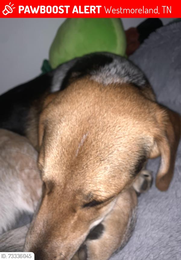 Lost Male Dog last seen Highway 52 bypass, Westmoreland, TN 37186