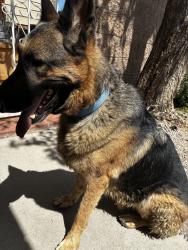Reunited Male Dog last seen Albuquerque, NM 87121, USA, Albuquerque, NM 87121