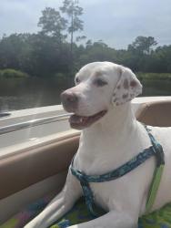 Lost Female Dog last seen Van Dyke and Pierce Rd, Cottageville, SC 29435
