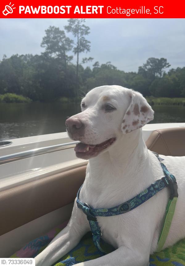 Lost Female Dog last seen Van Dyke and Pierce Rd, Cottageville, SC 29435