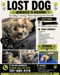 Lost Male Dog last seen Broadway and ventana, American Canyon, CA 94503