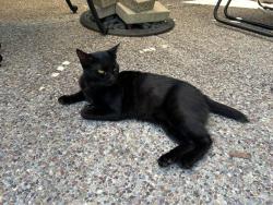 Lost Female Cat last seen Stone Valley Road, Alamo, CA 94507