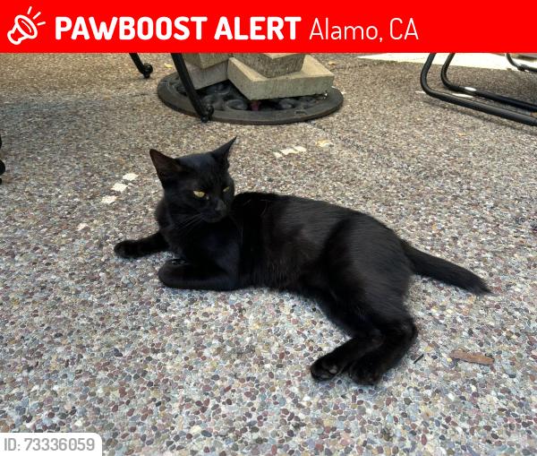 Lost Female Cat last seen Stone Valley Road, Alamo, CA 94507
