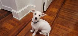 Lost Male Dog last seen Corner of W. King St. in Hartley, York, PA 17401