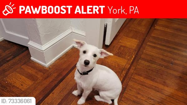 Lost Male Dog last seen Corner of W. King St. in Hartley, York, PA 17401